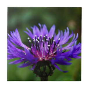Blauwe Korenbloem Bloesem Bloemen Vrede Liefde Lot Tegeltje