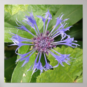 Blauwe Korenbloem Print