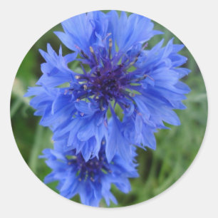 Blauwe korenbloem Sticker