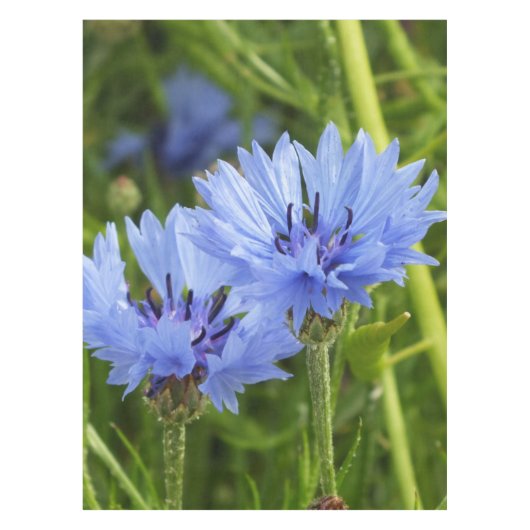 blauwe korenbloem tafelkleed (Voorkant)