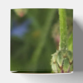 blauwe kornbloem bedankdoosjes (Bovenkant)