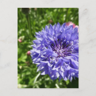 Blauwe kornbloem briefkaart