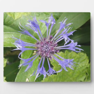 Blauwe kornbloemplak fotoplaat