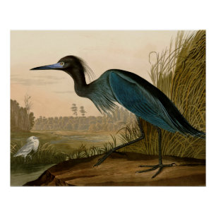 Blauwe Kraanvogel Reiger Audubon Prent Kustkunst Perfect Poster