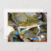 Blauwe krab briefkaart (Voorkant / Achterkant)