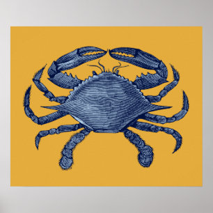 Blauwe krab poster