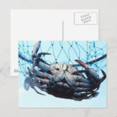 Blauwe krab vangen briefkaart (Voorkant / Achterkant)