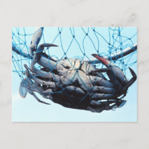 Blauwe krab vangen briefkaart
