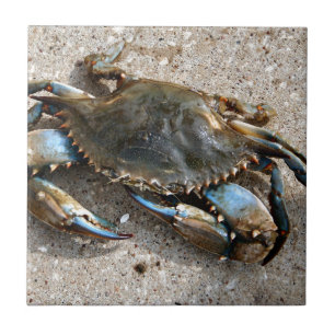 Blauwe krabben tegeltje