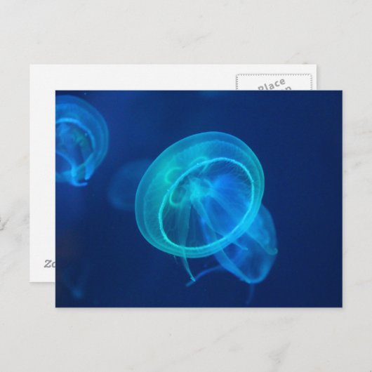 Blauwe kwal briefkaart (Voorkant / Achterkant)