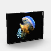 Blauwe kwal fotoblokken (Links)