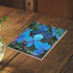 Blauwe Lacecap Hortensia Bloem Tegeltje