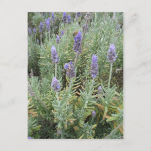 blauwe lavendel en bijen briefkaart