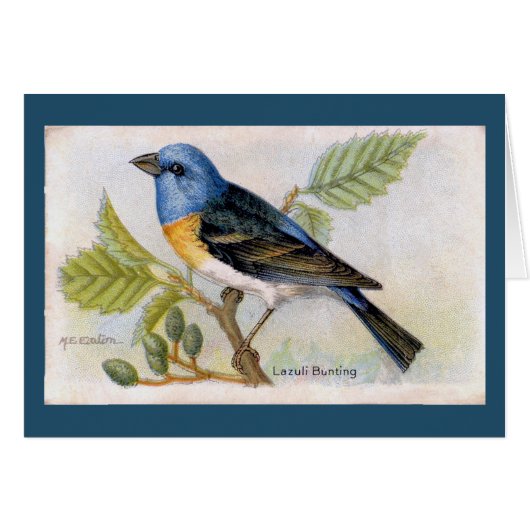 Blauwe Lazuli Bunting Bird bedankkaart (Voorkant Horizontaal)