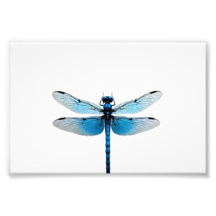 Blauwe Libel - Insecten Dierenliefhebber Ento Foto Afdruk