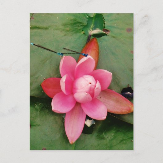 Blauwe libellen op een roze lotusbloem briefkaart (Voorkant)