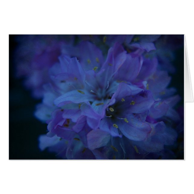 Blauwe liefje. (Voorkant Horizontaal)