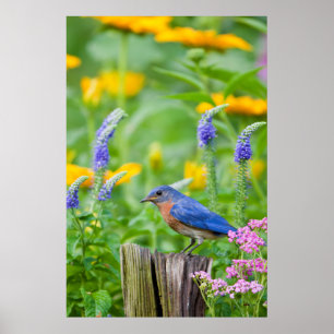 Blauwe lijster mannetje op omheiningspaal in bloem poster