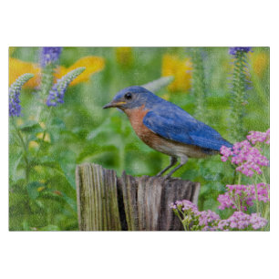Blauwe lijster mannetje op omheiningspaal in bloem snijplank