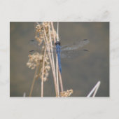 Blauwe limonade briefkaart (Voorkant)