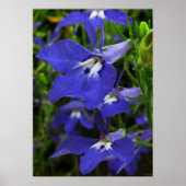 Blauwe Lobelia Poster (Voorkant)
