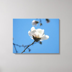 Blauwe lucht Canvas kunst afdrukken Witte Magnolia