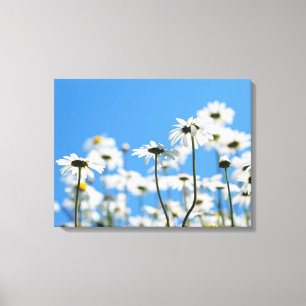 Blauwe lucht en witte madeliefjes canvas afdruk