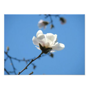 Blauwe Lucht Foto kunstprints Witte Magnolia Bloem Afdruk