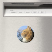 Blauwe luchten kat magneet (Insitu (Vaatwasser))