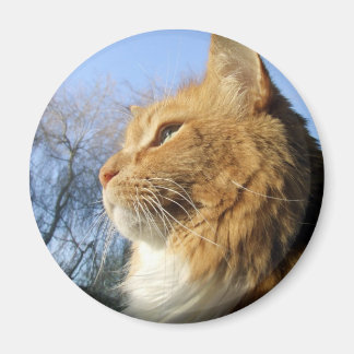 Blauwe luchten kat magneet