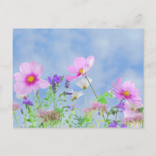 Blauwe luchtveld van wilde bloemen Pastel bloem Fo Briefkaart