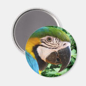 Blauwe Macaw Parrot magneet (Voorkant / Achterkant)