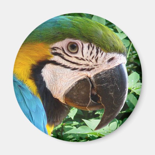 Blauwe Macaw Parrot magneet (Voorkant)
