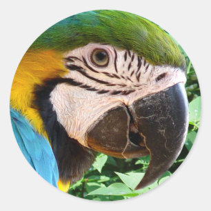 Blauwe Macaw Parrot Sticker
