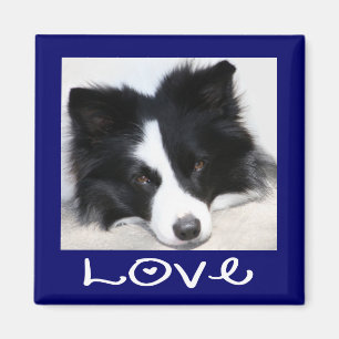 Blauwe Magneet van het Puppy van Border collie van