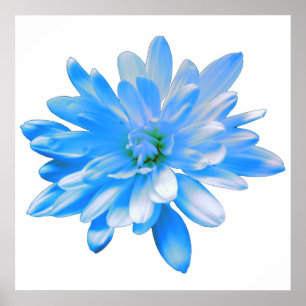 Blauwe maisy, retroflectorfoto poster