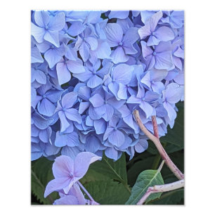 Blauwe Mophead Hortensia Bloem Floral Foto Afdruk