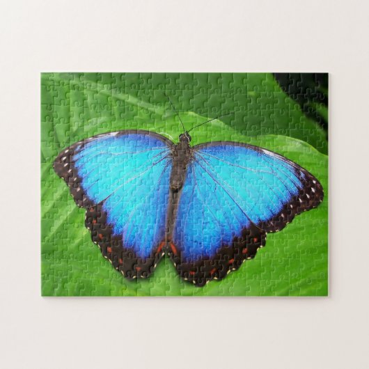 Blauwe Morfofalter Butterfly. Legpuzzel (Horizontaal)