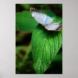 Blauwe Morpho 112 Print
