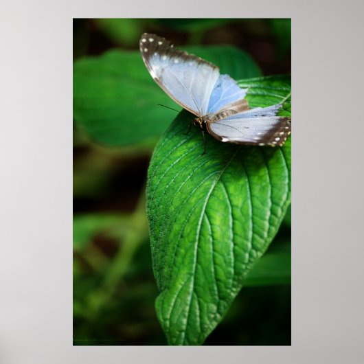Blauwe Morpho 112 Print (Voorkant)