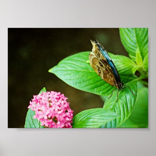 Blauwe Morpho 143 Print (Voorkant)