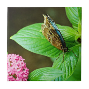 Blauwe Morpho 143 Tegel Tegeltje