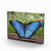 Blauwe Morpho Butterfly Rustiek Ontwerp Fotoblokken (Rechts)