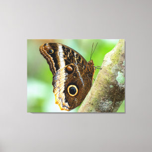 Blauwe Morpho Vlinder in Costa Rica Canvas Afdruk