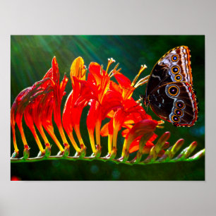 Blauwe morpho vlinder op Crocosmia Lucifer bloemen Poster
