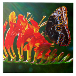 Blauwe morpho vlinder op Crocosmia Lucifer bloemen Tegeltje