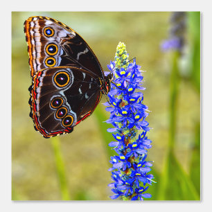 Blauwe morpho vlinder op een moeras orchidee behang