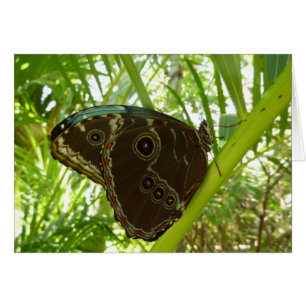 Blauwe Morpho Vlinder Tropische Natuur Fotografie