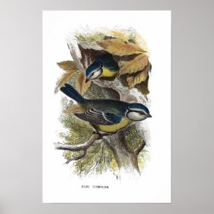Blauwe muis, poster