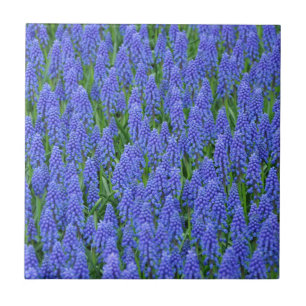  blauwe muscari bloemen tegeltje